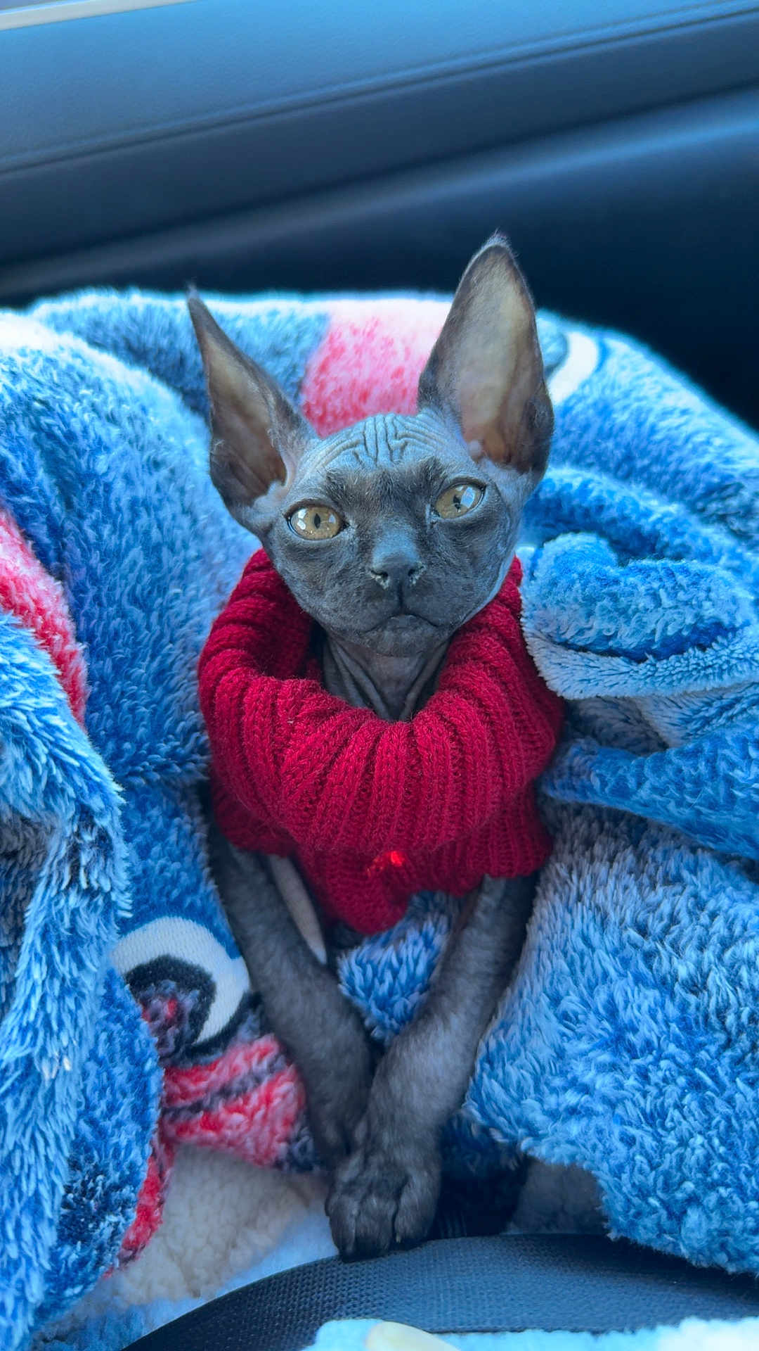 Nox joined the competition — help win amazing prizes! sphynx_cat, cat, pet, animal, hairless, ears, eyes, sweater, red_sweater, blanket, blue_blanket, texture, cozy, car_interior, seatbelt, closeup, portrait, warm, resting, indoors