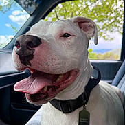 Chewy joined the competition — help win amazing prizes! dog, white_dog, pet, inside_car, tongue_out, happy, black_nose, collar, tag, seat, window, trees, sky, daylight, closeup, animal, canine, fur, ears, smiling