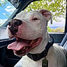 dog, white_dog, pet, inside_car, tongue_out, happy, black_nose, collar, tag, seat, window, trees, sky, daylight, closeup, animal, canine, fur, ears, smiling