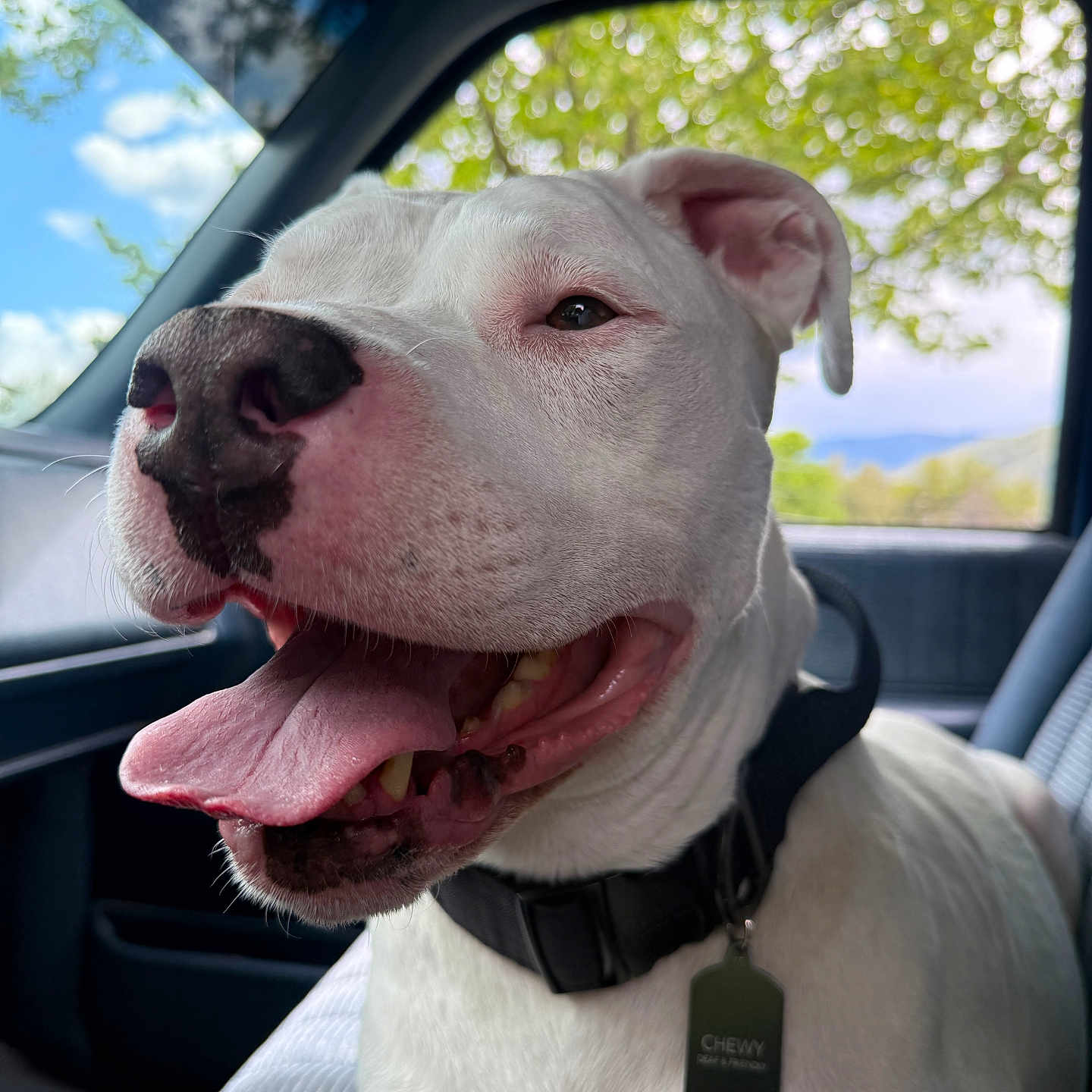 Chewy joined the competition — help win amazing prizes! dog, white_dog, pet, inside_car, tongue_out, happy, black_nose, collar, tag, seat, window, trees, sky, daylight, closeup, animal, canine, fur, ears, smiling