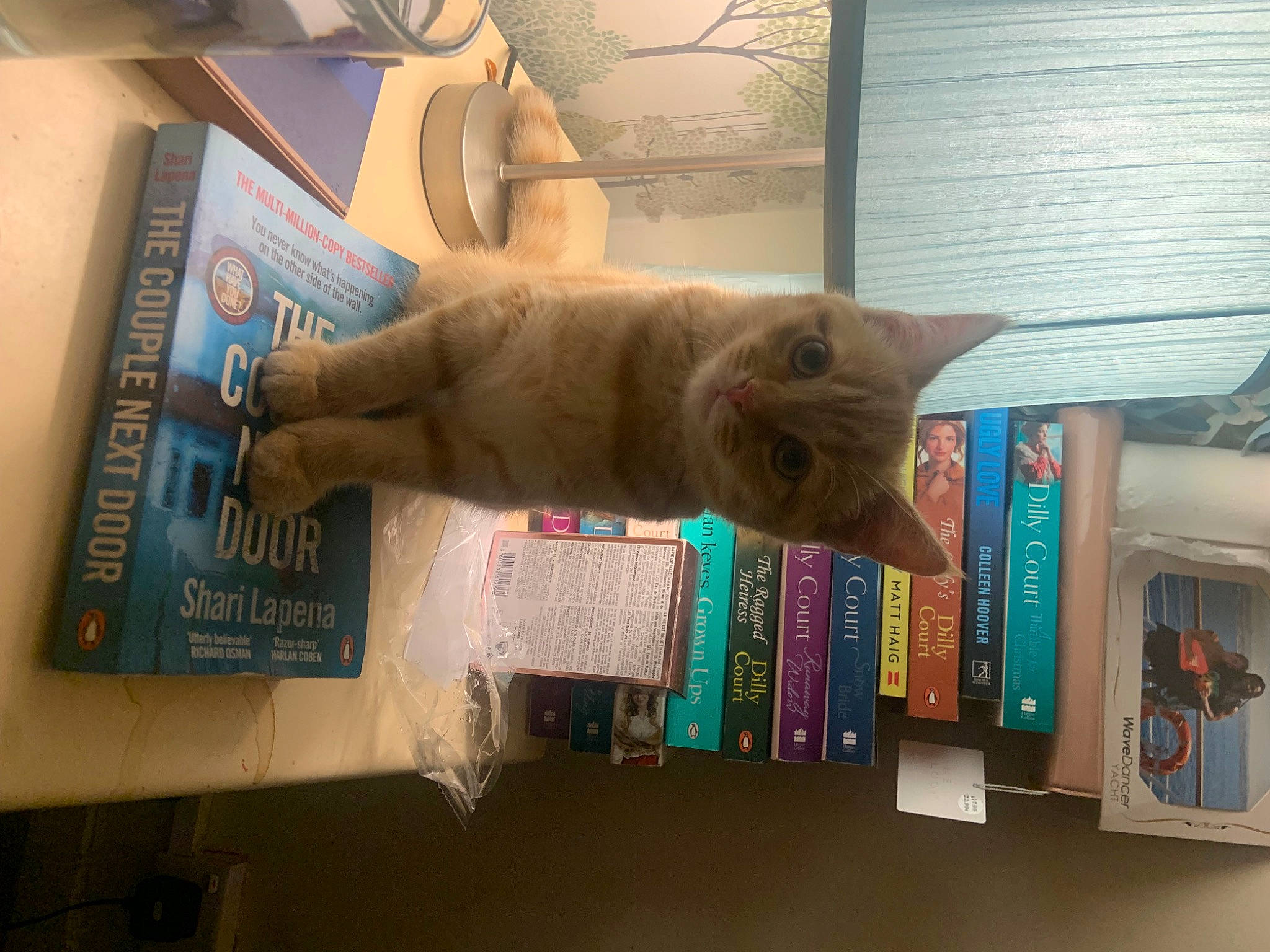 Marley is registered to the contest to win money with this photo: book, bookcase, cardboard, carnivore, cat, domestic_short_haired_cat, fawn, felidae, fur, paper, paper_product, publication, room, shelf, shelving, small_to_medium_sized_cats, tail, visual_arts, whiskers, wood