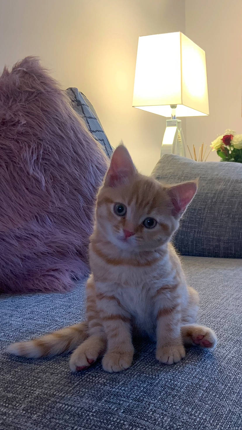 Marley is registered to the contest to win money with this photo: carnivore, cat, comfort, couch, domestic_short_haired_cat, fawn, felidae, flooring, foot, fur, lamp, lampshade, paw, picture_frame, sitting, small_to_medium_sized_cats, snout, tail, whiskers, wood