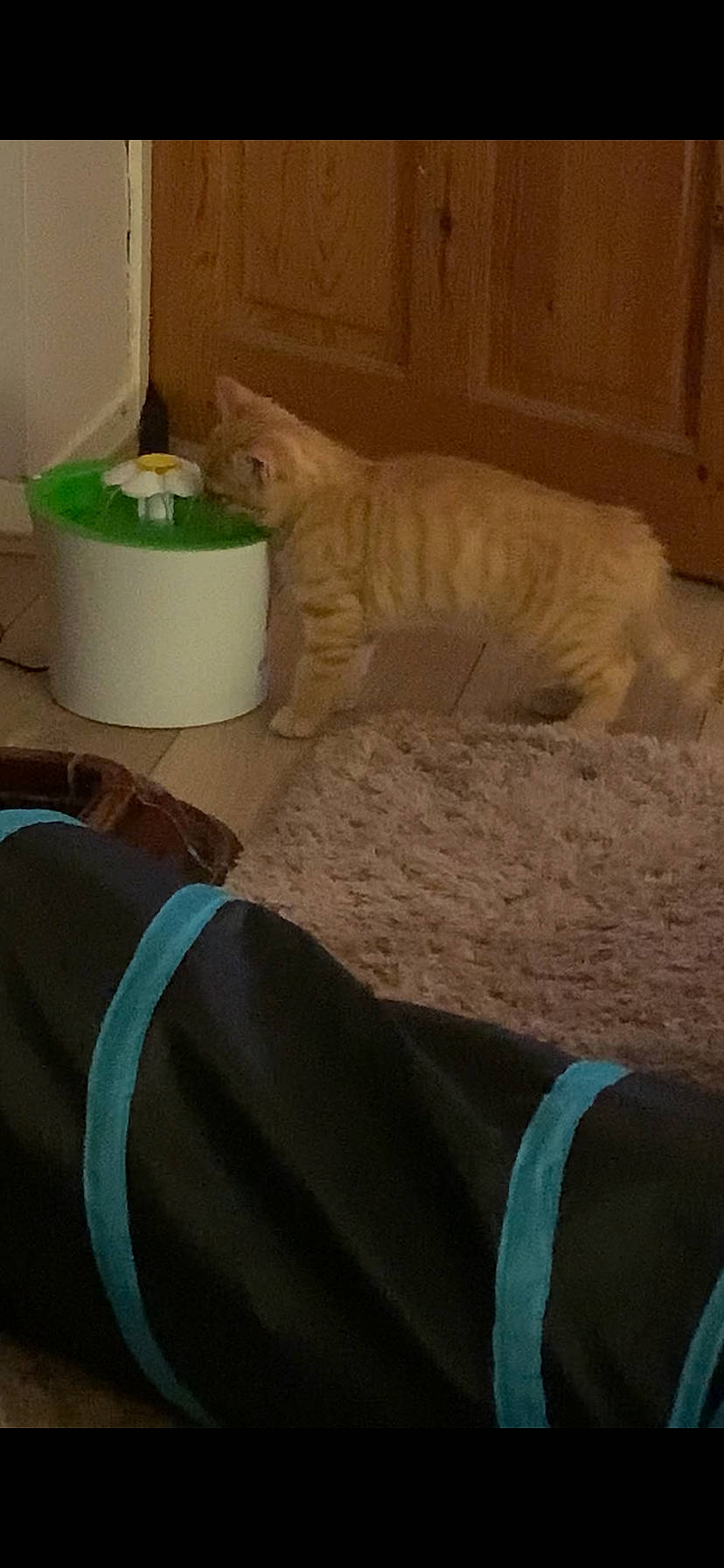 Marley joined the competition — help win amazing prizes! carnivore, cat, comfort, fawn, felidae, flooring, foot, fur, hardwood, household_supply, human_leg, linens, mammal, small_to_medium_sized_cats, sporting_group, tail, terrestrial_animal, whiskers, wood, wood_stain