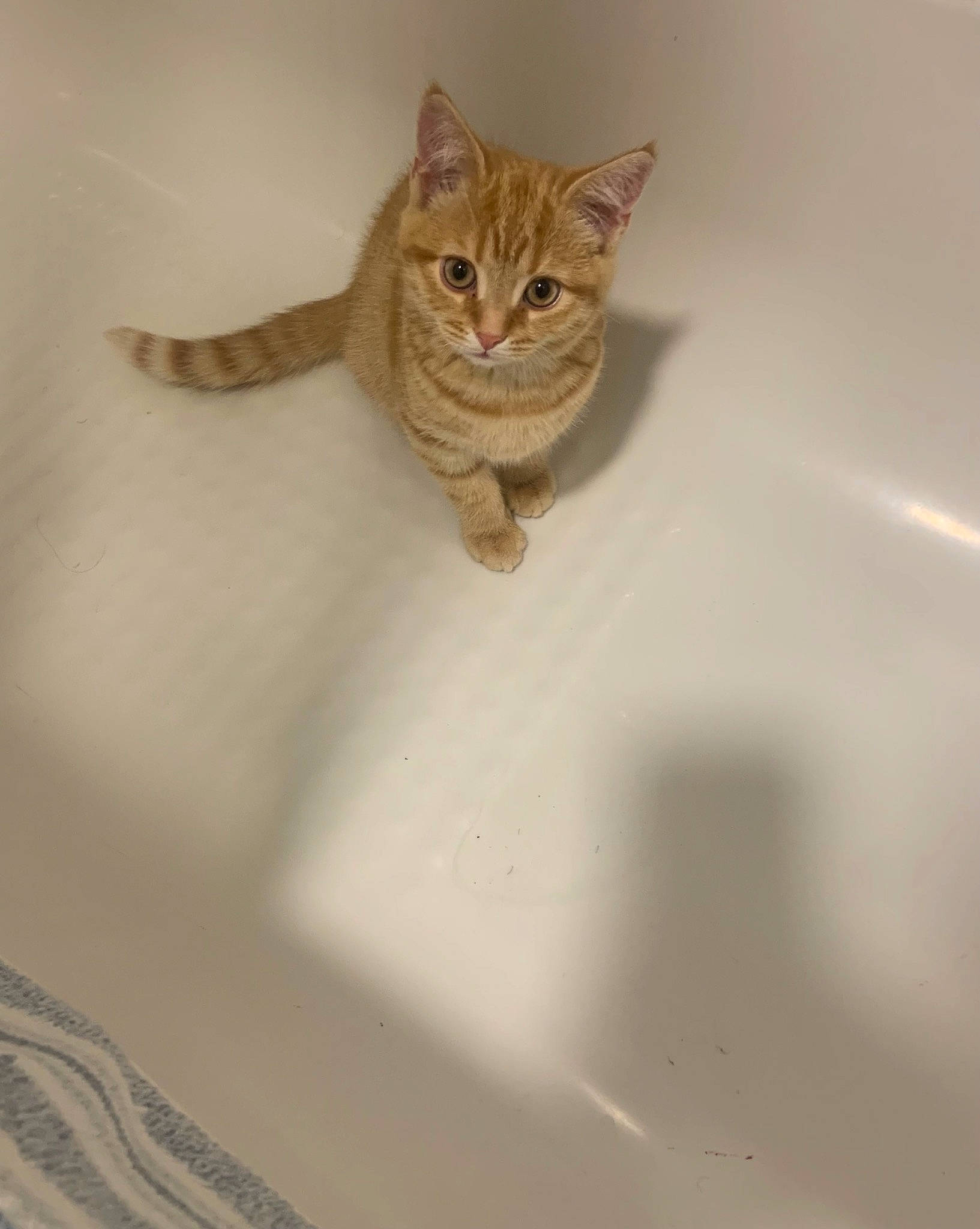 Marley is registered to the contest to win money with this photo: bathtub, carnivore, cat, creative_arts, eye, fawn, felidae, fur, small_to_medium_sized_cats, snout, tail, terrestrial_animal, toy, whiskers