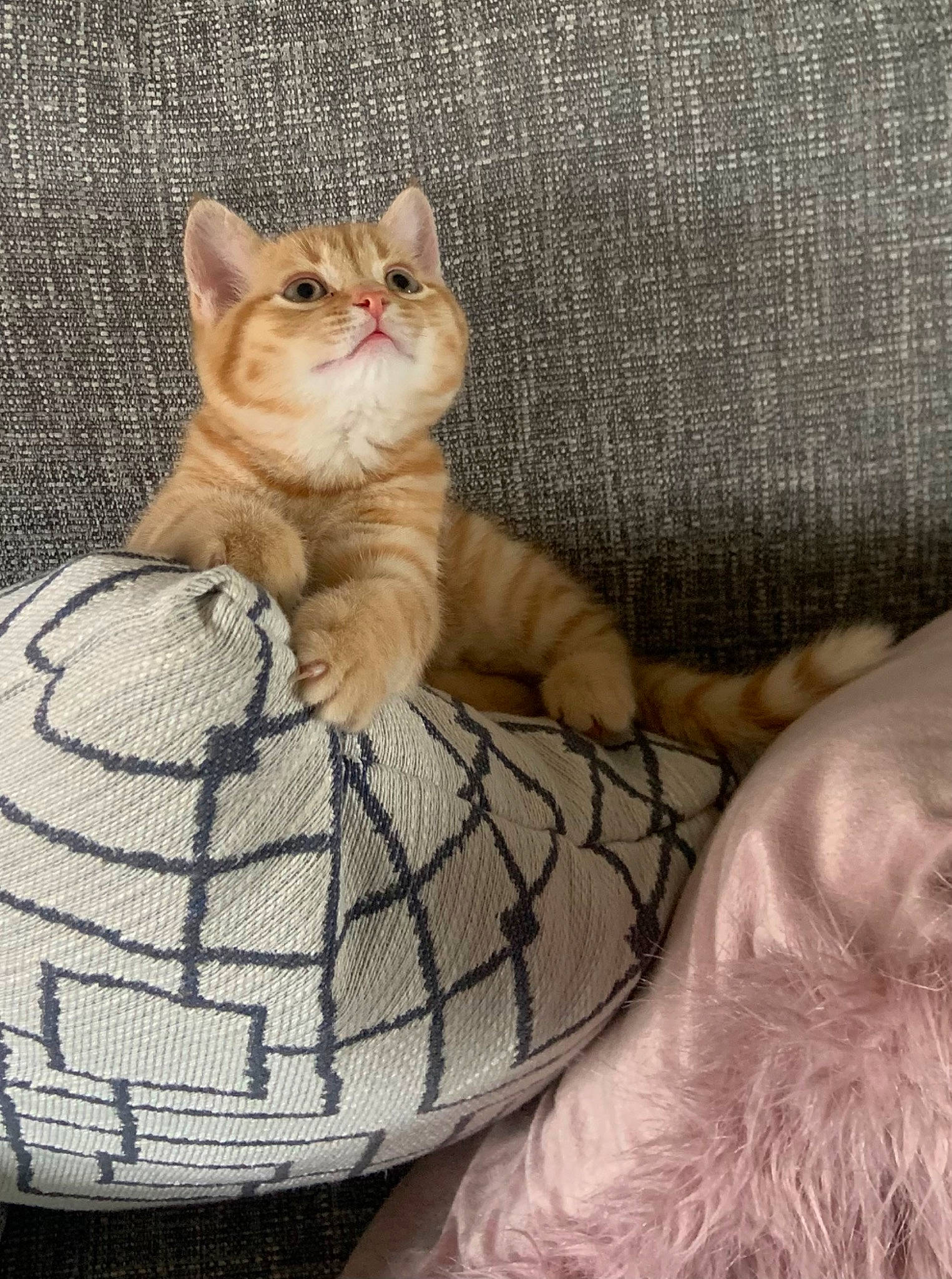 Marley joined the competition — help win amazing prizes! carnivore, cat, cat_bed, cat_supply, claw, comfort, domestic_short_haired_cat, fawn, felidae, fur, linens, pattern, paw, pet_supply, sitting, small_to_medium_sized_cats, snout, tail, whiskers, wood