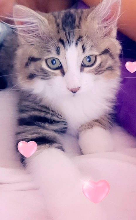 Oup'S a rejoint le concours — aidez-le/la à gagner de superbes lots ! aegean_cat, cat, cat_like_mammal, close_up, domestic_short_haired_cat, eye, fur, iris, kitten, mammal, norwegian_forest_cat, ragamuffin, siberian, small_to_medium_sized_cats, snout, vertebrate, whiskers