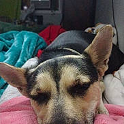 Eva is registered to the contest to win money with this photo: animal, bedroom, blanket, close_up, comfort, cozy, cute, dog, ears, furry, indoor, peaceful, pet, pink_blanket, relaxed, resting, sleeping, snuggled, soft_texture, warm