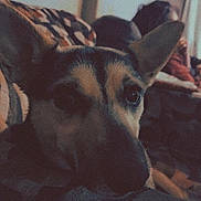 Eva is registered to the contest to win money with this photo: dog, indoor, close_up, ears, blanket, couch, person, relaxed, pattern, living_room, pet, resting, blurred_background, canine, furry, home, comfort, portrait, animal, warm