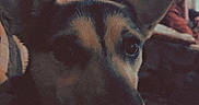 Eva is registered to the contest to win money with this photo: animal, blanket, blurred_background, canine, close_up, comfort, couch, dog, ears, furry, home, indoor, living_room, pattern, person, pet, portrait, relaxed, resting, warm
