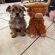 Sherman joined the competition — help win amazing prizes! puppy, dog, stuffed_toy, toy, floor, tile, living_room, furniture, couch, table, brown, fur, cute, animal, pet, indoors, small_dog, plush, sitting, companion