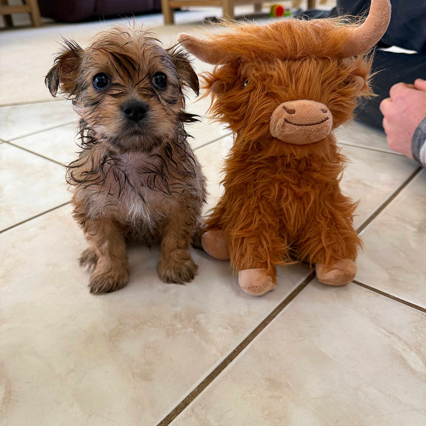 Sherman joined the competition — help win amazing prizes! puppy, dog, stuffed_toy, toy, floor, tile, living_room, furniture, couch, table, brown, fur, cute, animal, pet, indoors, small_dog, plush, sitting, companion