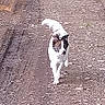 Oxky a rejoint le concours — aidez-le/la à gagner de superbes lots ! border_collie, canidae, carnivore, dog, dog_breed, mammal, soil, sporting_group, tail