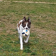 Oxky a rejoint le concours — aidez-le/la à gagner de superbes lots ! canidae, carnivore, companion_dog, dog, dog_breed, grass, mammal, rare_breed_dog, rat_terrier, siberian_husky, sporting_group, tail, tenterfield_terrier, vertebrate