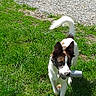 Oxky a rejoint le concours — aidez-le/la à gagner de superbes lots ! canidae, carnivore, companion_dog, danish_swedish_farmdog, dog, dog_breed, grass, mammal, plant, smooth_fox_terrier, sporting_group, tail, vertebrate