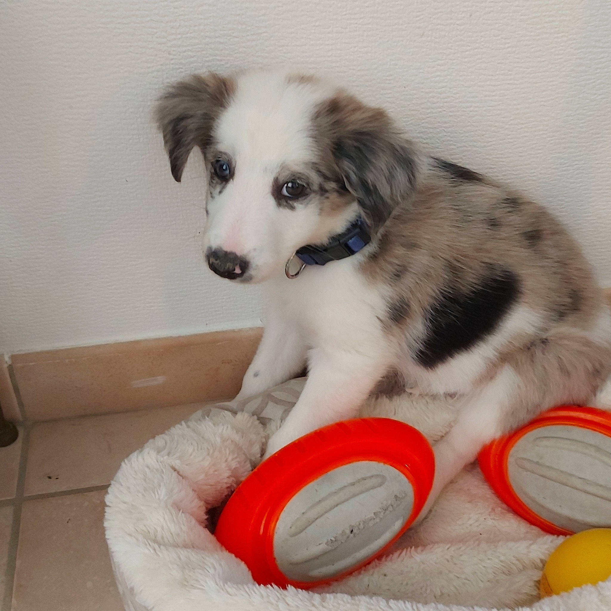Vicky participe au concours pour gagner de l'argent avec cette photo : canidae, carnivore, collar, companion_dog, dog, dog_bed, dog_breed, dog_collar, dog_supply, dog_toy, fur, herding_dog, paw, pet_supply, snout, sporting_group, tableware, toy, working_animal, working_dog