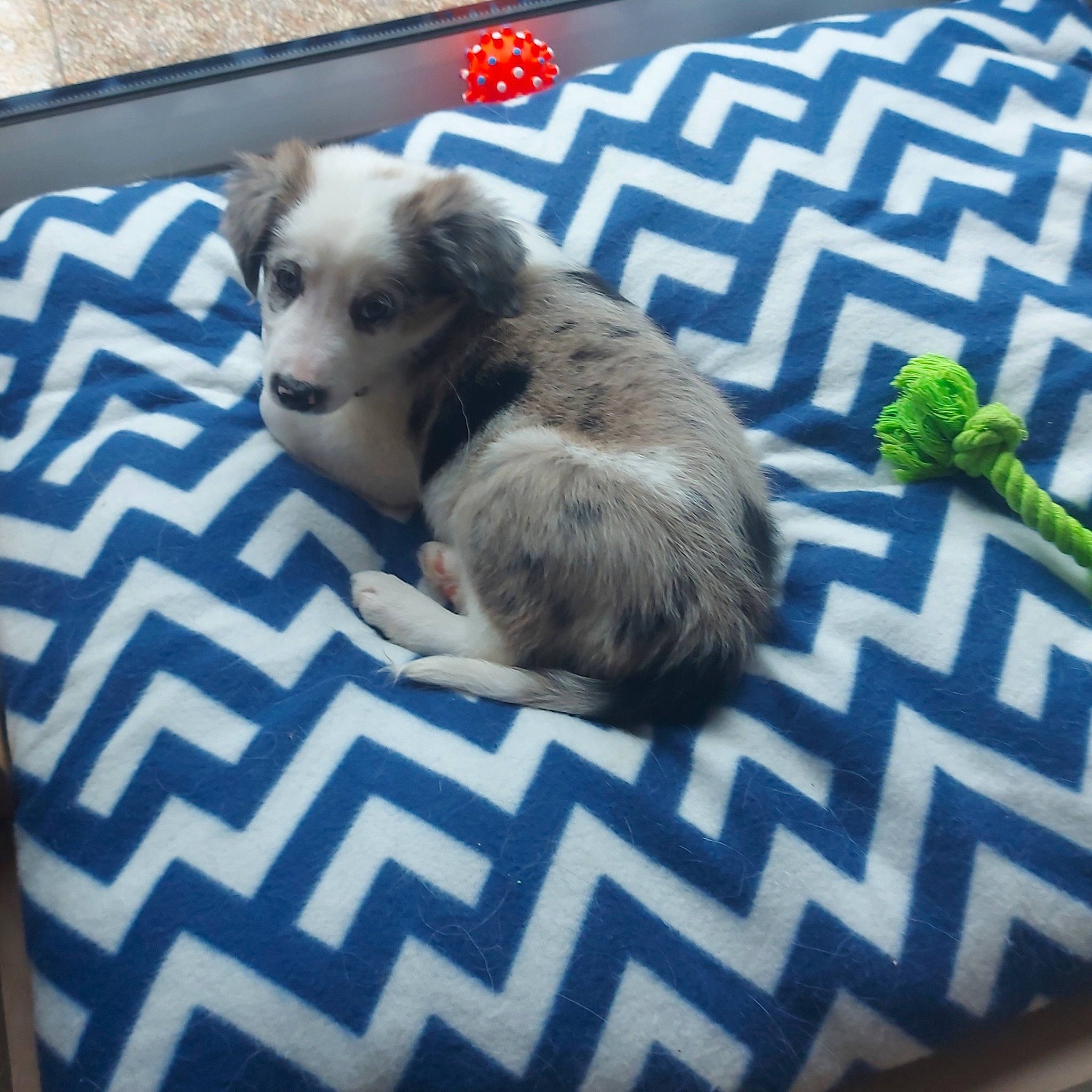 Vicky participe au concours pour gagner de l'argent avec cette photo : carnivore, chihuahua, companion_dog, dog, dog_breed, dog_supply, fawn, ferret, fur, linens, mustelidae, pattern, paw, procyonidae, snout, tail, terrestrial_animal, toy_dog, whiskers, working_animal