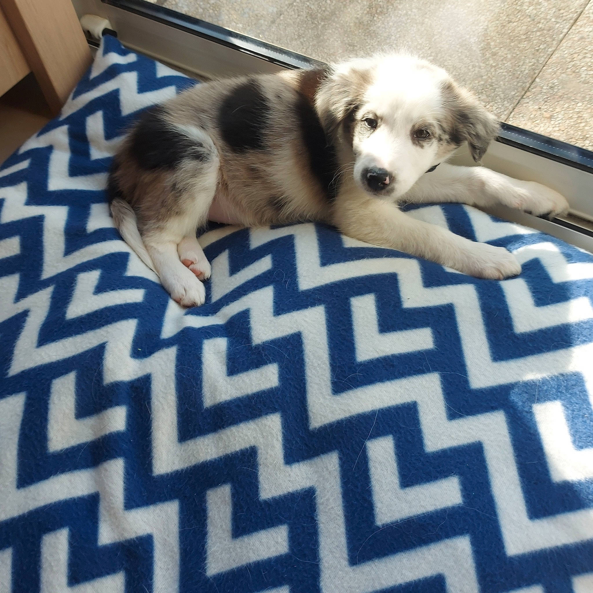 Vicky participe au concours pour gagner de l'argent avec cette photo : canidae, carnivore, comfort, companion_dog, dog, dog_breed, fawn, floor, flooring, fur, linens, pattern, paw, puppy_love, shipping_box, sporting_group, toy_dog, wood, working_animal, working_dog