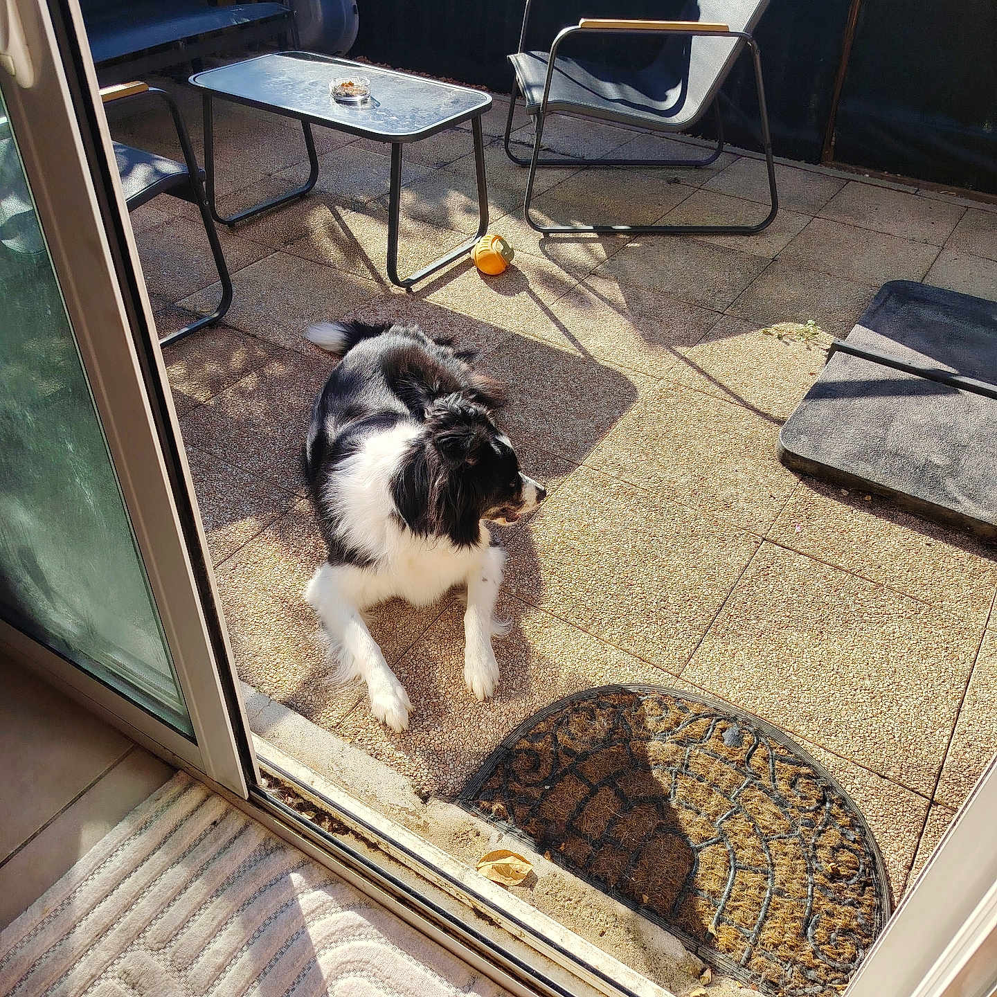 Urka a rejoint le concours — aidez-le/la à gagner de superbes lots ! dog, black_and_white, patio, outdoor, sunlight, chair, table, doormat, ball, fence, shadow, glass_door, floor, relaxing, pet, animal, daylight, modern_furniture, resting, backyard