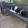 Urka a rejoint le concours — aidez-le/la à gagner de superbes lots ! dog, black_and_white, bench, outdoor, patio, plant, planter, toy, relaxed, mesh, sunlight, fence, garden, tile_floor, resting, canine, backyard, daytime, animal, pet