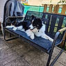 dog, outdoor, bench, patio, fence, grill, sunny, relaxed, black_and_white, fur, pet, happy, animal, metal, wood, leisure, daytime, garden, resting, canine