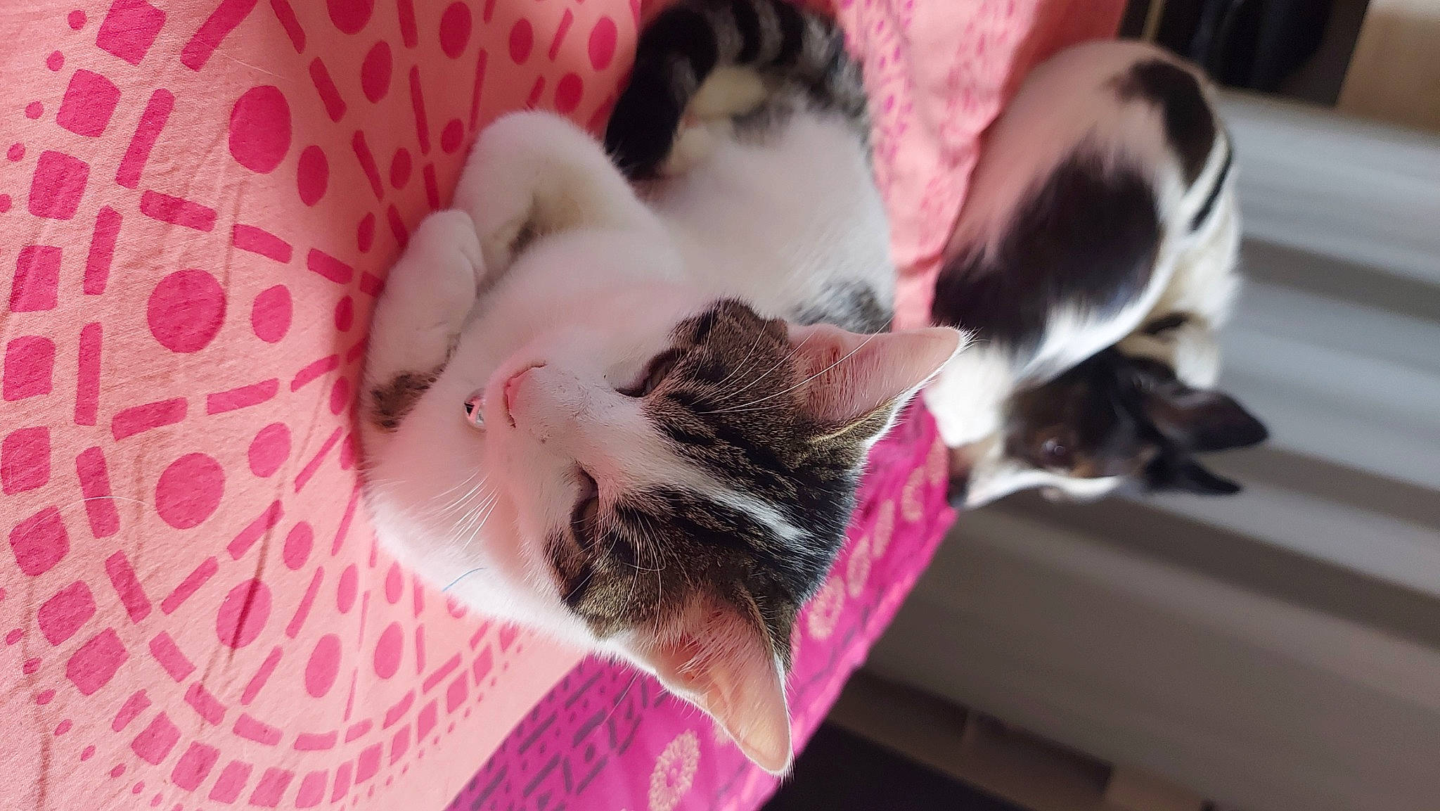 Tequila a rejoint le concours — aidez-le/la à gagner de superbes lots ! carmine, carnivore, cat, comfort, companion_dog, dog_breed, domestic_short_haired_cat, fawn, felidae, fur, linens, magenta, paw, pink, plant, small_to_medium_sized_cats, tail, textile, vertebrate, whiskers