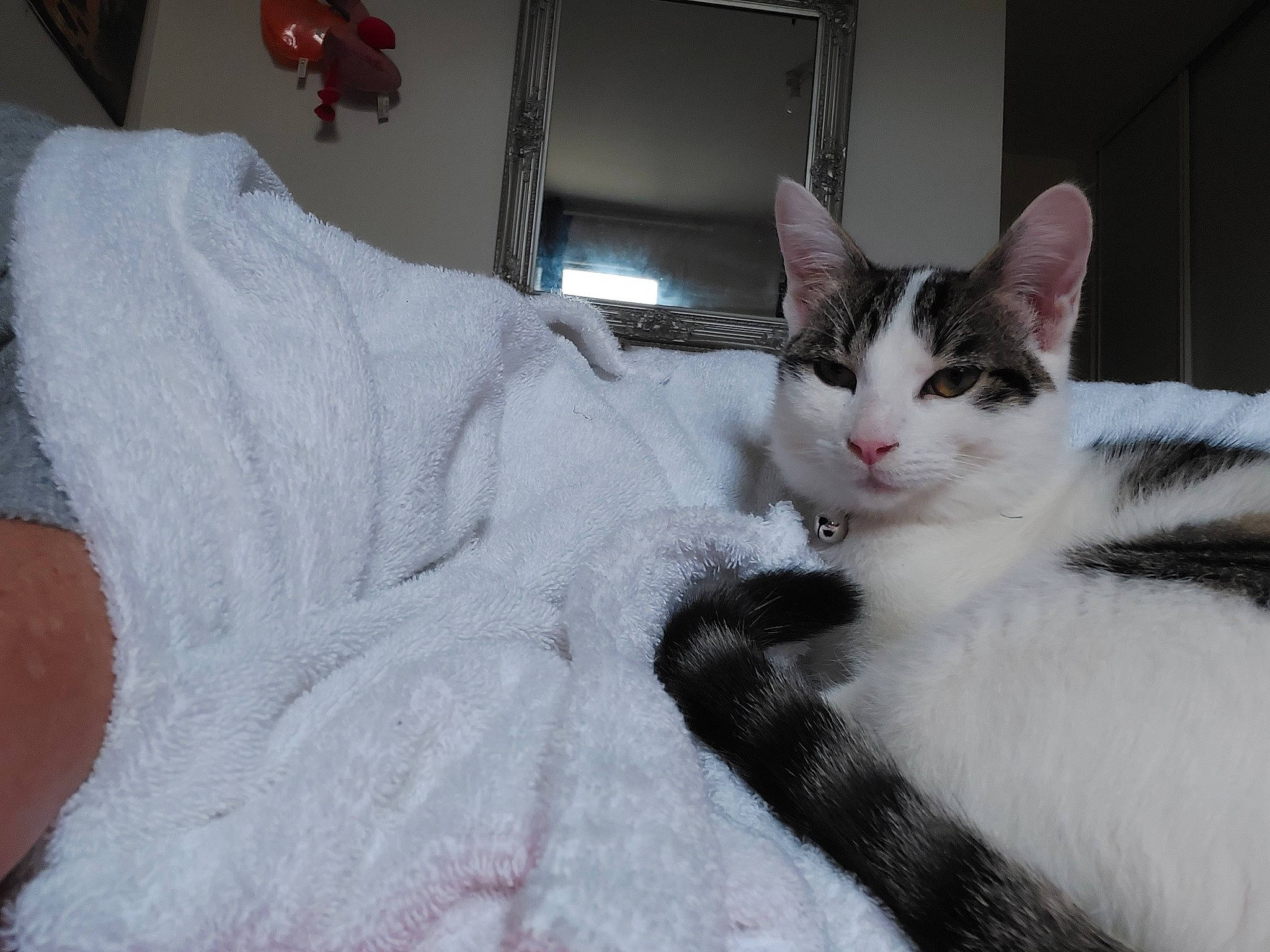 Tequila a rejoint le concours — aidez-le/la à gagner de superbes lots ! bedding, carnivore, cat, cat_supply, claw, comfort, domestic_short_haired_cat, felidae, fur, grey, linens, paw, small_to_medium_sized_cats, snout, tail, tree, whiskers