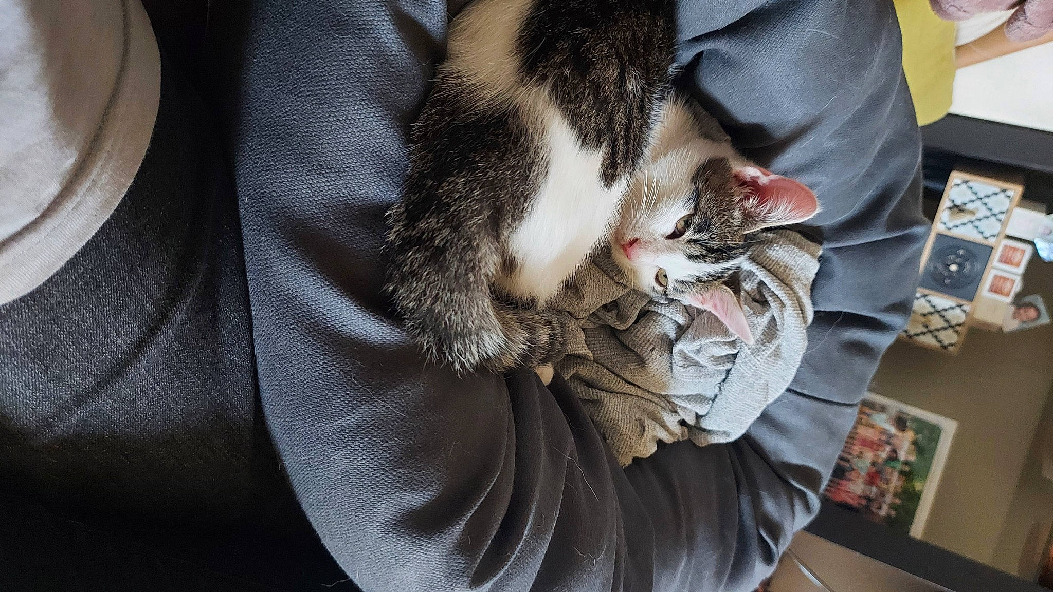 Tequila participe au concours pour gagner de l'argent avec cette photo : canidae, carnivore, cat, claw, comfort, dog_breed, domestic_short_haired_cat, felidae, foot, fur, human_leg, lap, nap, paw, sitting, small_to_medium_sized_cats, sporting_group, tail, thigh, whiskers