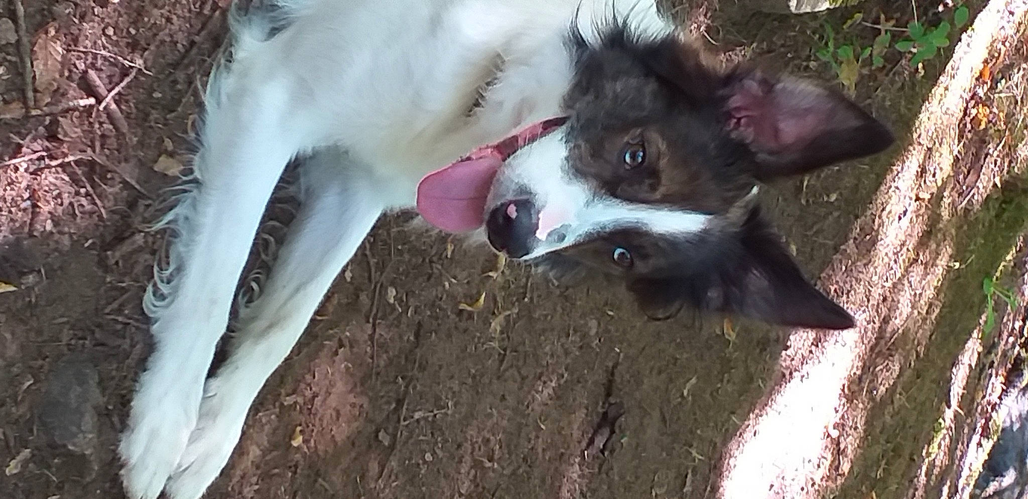Oxky a rejoint le concours — aidez-le/la à gagner de superbes lots ! border_collie, canidae, carnivore, dog, dog_breed, herding_dog, mammal, mcnab, snout, sporting_group, vertebrate, welsh_sheepdog