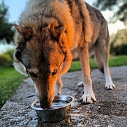 Malko a rejoint le concours — aidez-le/la à gagner de superbes lots ! animal, bone_symbol, canine, close_up, concrete, daylight, dog, drinking, focus, fur, golden_hour, grass, metal_bowl, nature, outdoor, paw_print, pet, sunlight, tongue, water