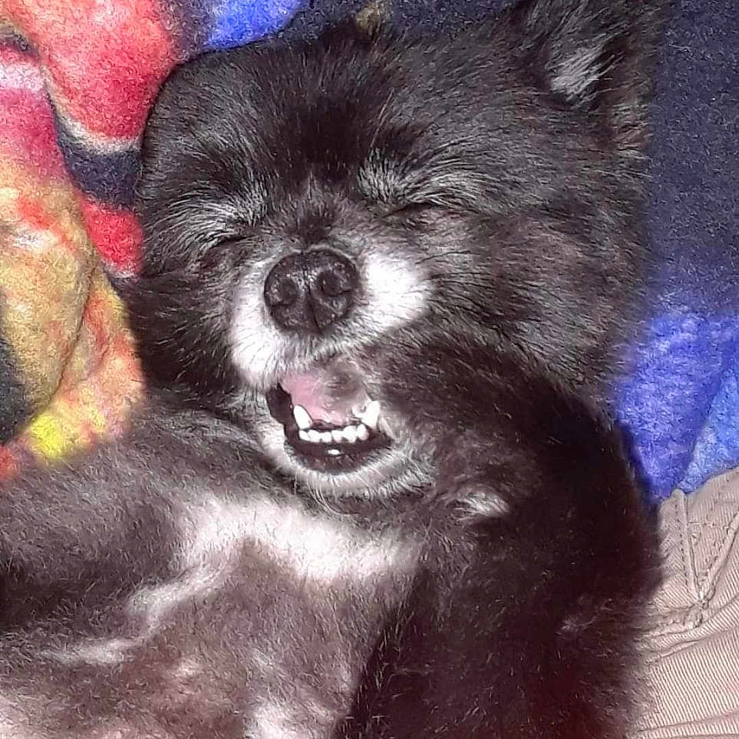 Harley Bug is registered to the contest to win money with this photo: dog, black_dog, pet, sleeping, yawning, cute, fluffy, animal, fur, snout, teeth, closed_eyes, blanket, cozy, resting, indoors, canine, companion, relaxed, mammal