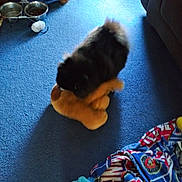 Harley Bug is registered to the contest to win money with this photo: dog, plush_toy, blue_carpet, dog_bowls, blanket, indoor, pet, toy, furniture, floor, black_dog, carpet, home, animal, living_room, soft_toy, colorful_blanket, dog_food, wooden_furniture, sign