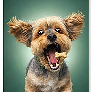 Stella Mae is registered to the contest to win money with this photo: dog, puppy, small_dog, pet, canine, fur, tongue, teeth, treat, bone_biscuit, jumping, excited, playful, ears_flying, portrait, studio, green_background, collar, close_up, cute