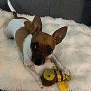Ethan joined the competition — help win amazing prizes! animal, bee_toy, brown_and_white, companion, couch, cozy, cute, dog, ears_up, fluffy_blanket, home, indoor, looking_up, pet, plush_toy, relaxed, resting, small_dog, soft_texture, toy