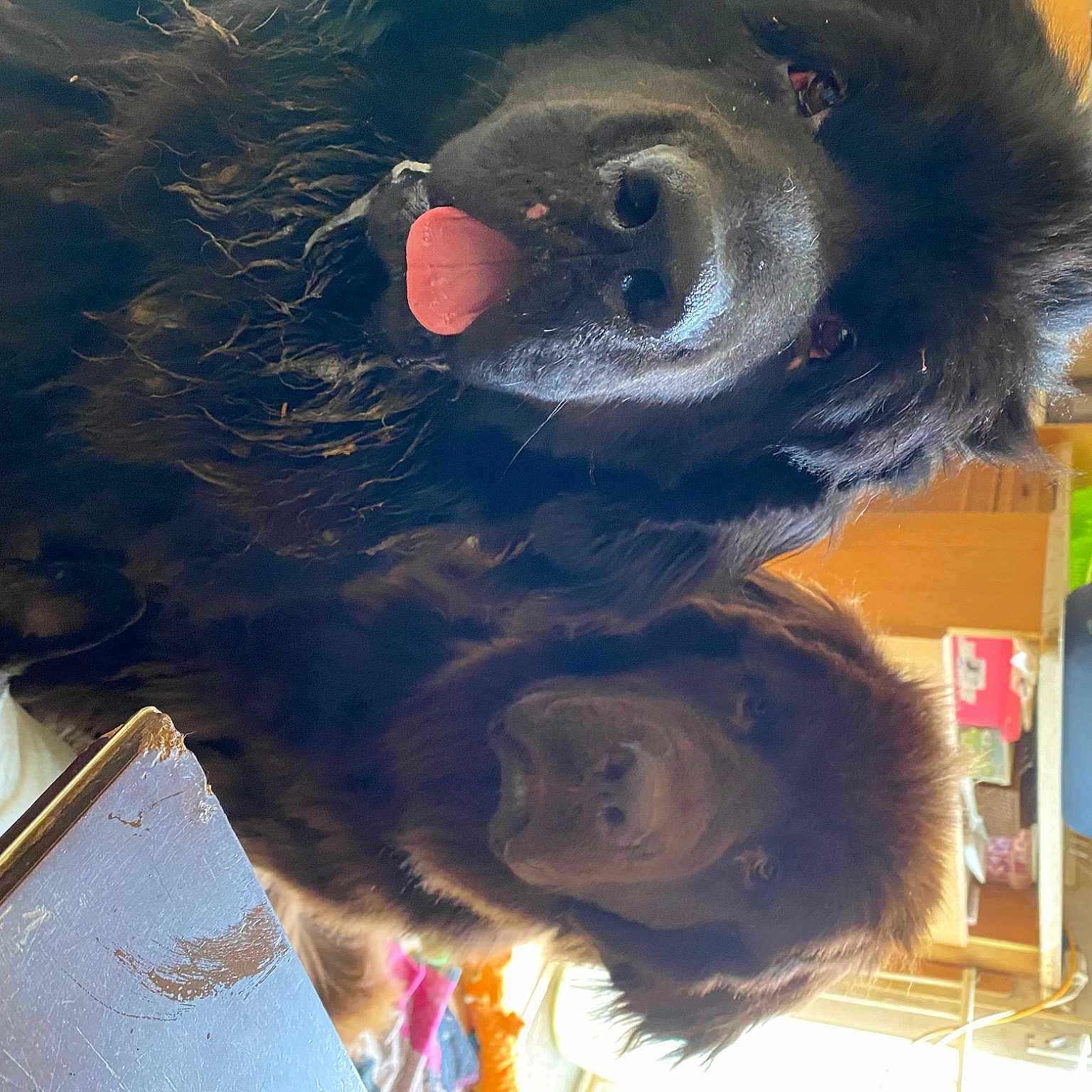 Raka Et Roxy