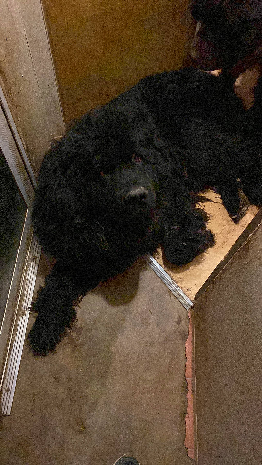 Raka a rejoint le concours — aidez-le/la à gagner de superbes lots ! borador, canidae, carnivore, companion_dog, dog, dog_breed, flooring, fur, labradoodle, liver, natural_material, non_sporting_group, snout, sporting_group, water_dog, wood, working_animal