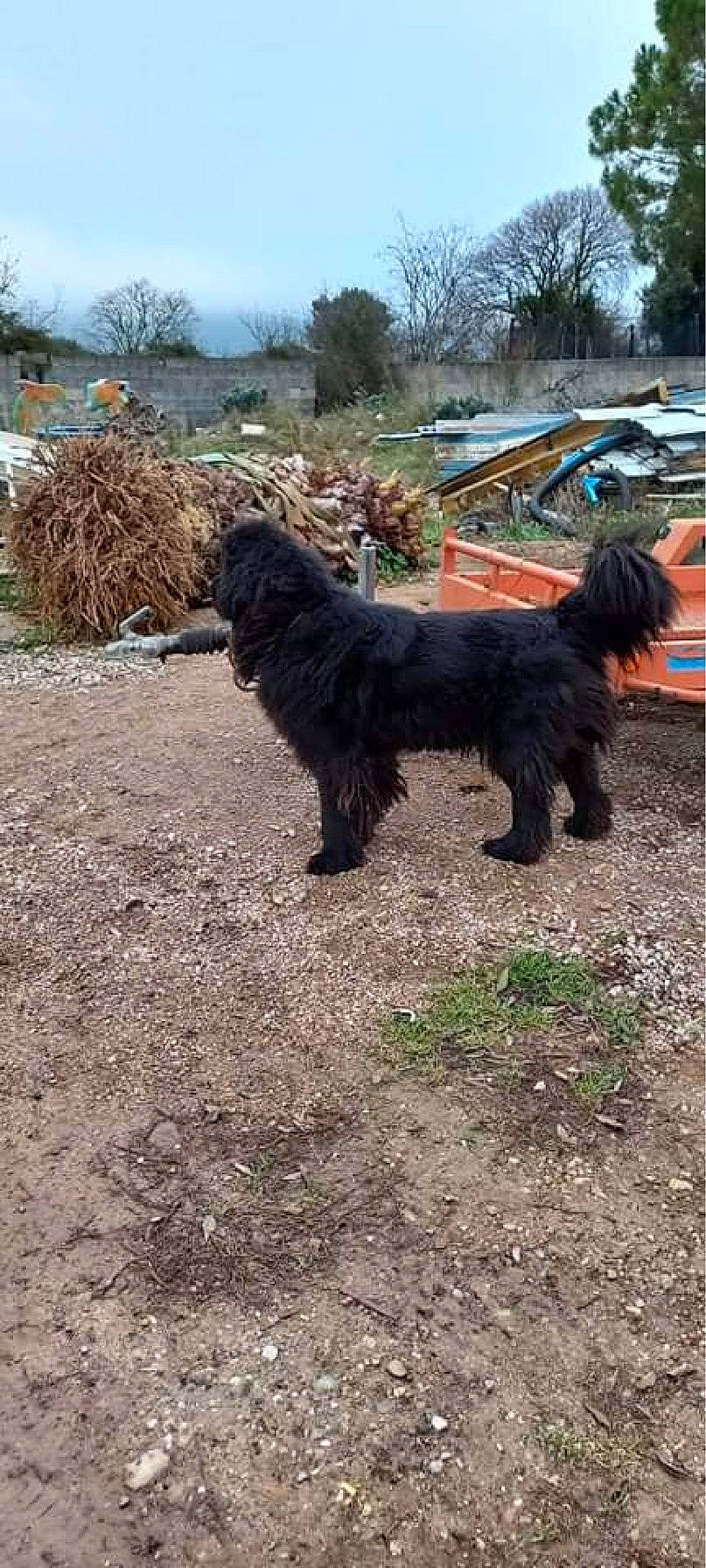 Raka a rejoint le concours — aidez-le/la à gagner de superbes lots ! canidae, carnivore, companion_dog, dog, dog_breed, fur, grass, liver, plant, sky, snout, soil, sporting_group, tail, terrestrial_animal, terrier, tree, wildlife, winter, working_animal