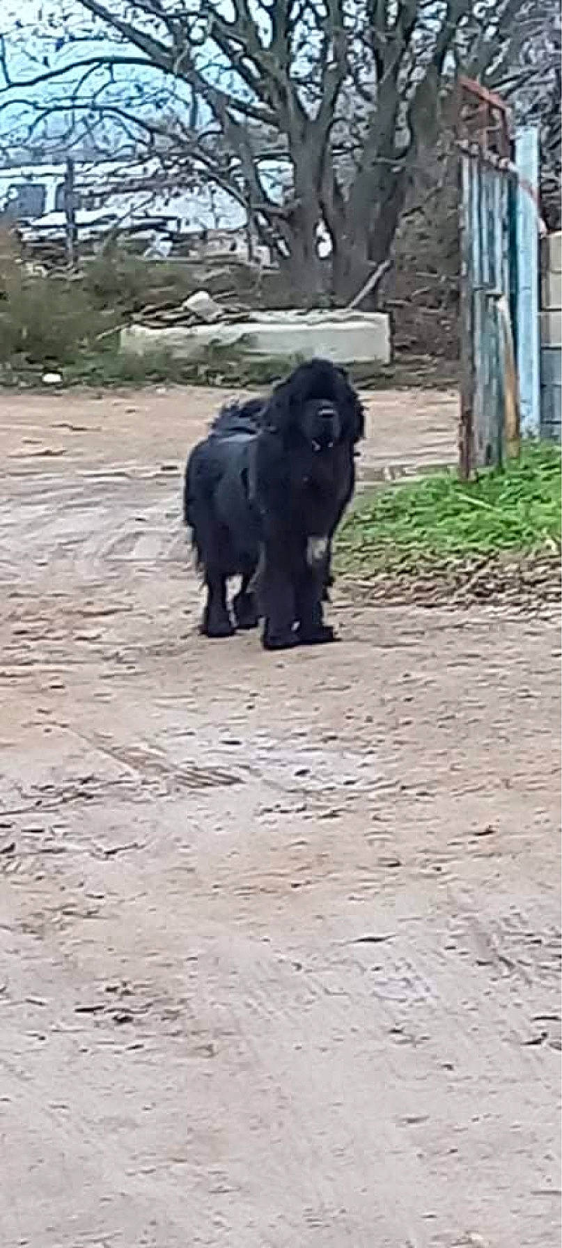 Raka participe au concours pour gagner de l'argent avec cette photo : african_elephant, carnivore, dog_breed, elephant, elephants_and_mammoths, flooring, grass, indian_elephant, landscape, pack_animal, plant, road_surface, sculpture, snout, soil, sporting_group, tail, terrestrial_animal, tree, working_animal