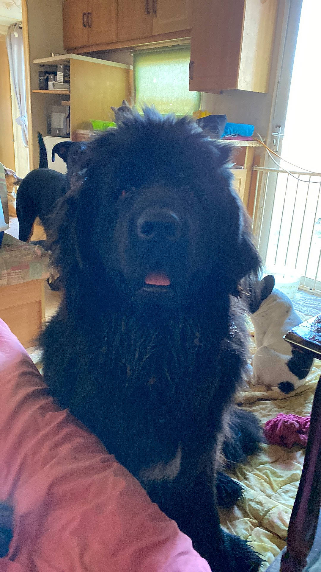 Raka participe au concours pour gagner de l'argent avec cette photo : canidae, carnivore, chair, companion_dog, dog, dog_breed, fang, fur, giant_dog_breed, non_sporting_group, sporting_group, terrestrial_animal, terrier, toy_dog, water_dog, working_animal, working_dog