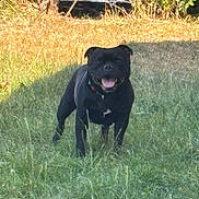 Pablo Tyson participe au concours pour gagner de l'argent avec cette photo : dog, black_dog, grass, yard, outdoor, pet, animal, nature, trees, sunlight, happy, canine, collar, grass_field, daylight, mammal, standing, playful, tongue_out, sunny