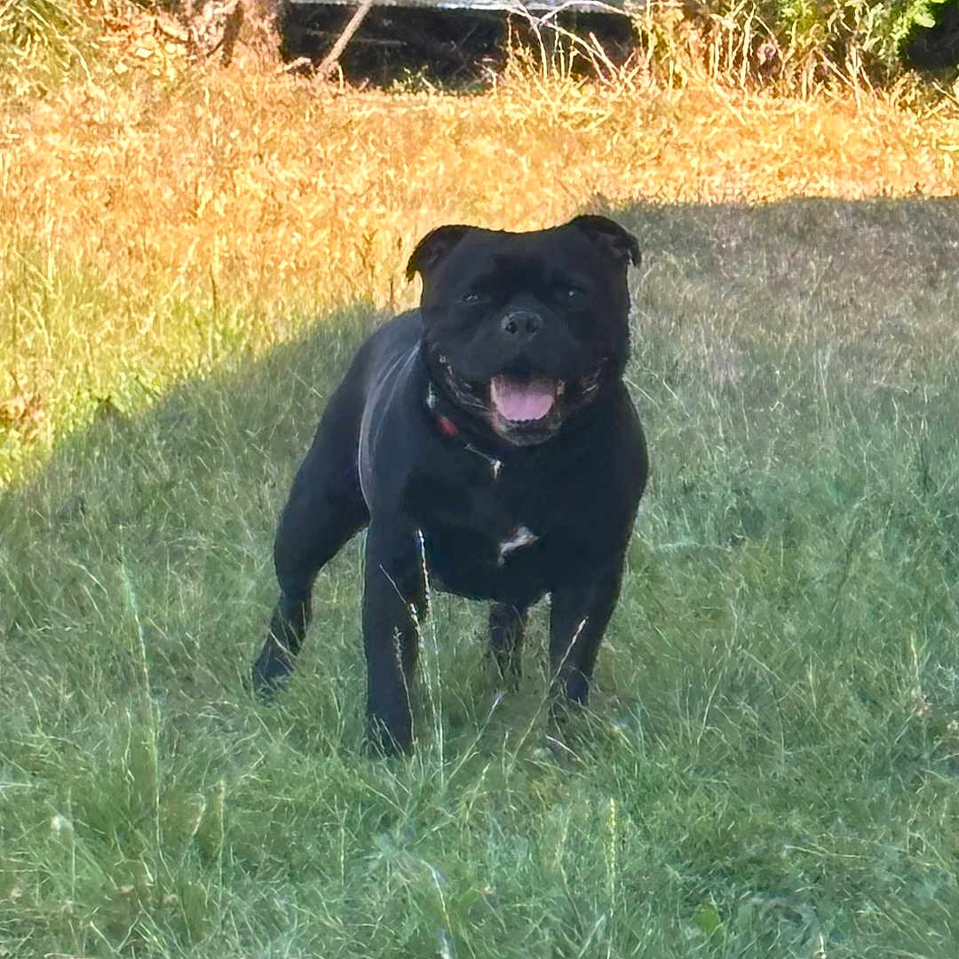 Pablo Tyson participe au concours pour gagner de l'argent avec cette photo : dog, black_dog, grass, yard, outdoor, pet, animal, nature, trees, sunlight, happy, canine, collar, grass_field, daylight, mammal, standing, playful, tongue_out, sunny