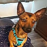 Chase is registered to the contest to win money with this photo: animal, blanket, blurred, brown_dog, companion, cozy, curtain, cute, dog, domestic, ears, furniture, home, indoor, pet, sitting, small_dog, stars_pattern, turquoise_harness, wood_floor