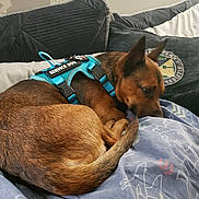 Chase joined the competition — help win amazing prizes! dog, service_dog, brown_dog, bed, blanket, shark_pattern, cushion, pillow, indoor, pet, canine, resting, curled_up, fur, ears, tail, comfort, relaxation, home, domestic