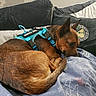 dog, service_dog, brown_dog, bed, blanket, shark_pattern, cushion, pillow, indoor, pet, canine, resting, curled_up, fur, ears, tail, comfort, relaxation, home, domestic