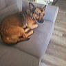 Chase is registered to the contest to win money with this photo: dog, couch, indoor, pet, brown, blur, furniture, relaxed, animal, canine, living_room, floor, domestic, resting, ears, collar, household, side_view, fur, companion