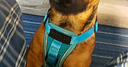 Chase is registered to the contest to win money with this photo: animal, blue_harness, brown_dog, canine, carpet, close_up, companion, curious, cute, dog, domestic, floor, friendly, indoor, looking_up, paw, pet, pet_owner, plaid_pants, wood_floor