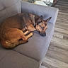 dog, brown_dog, couch, indoor, resting, pet, wooden_floor, furniture, living_room, collar, side_view, domestic_animal, relaxed, cozy, household, canine, animal, flooring, decor, quiet