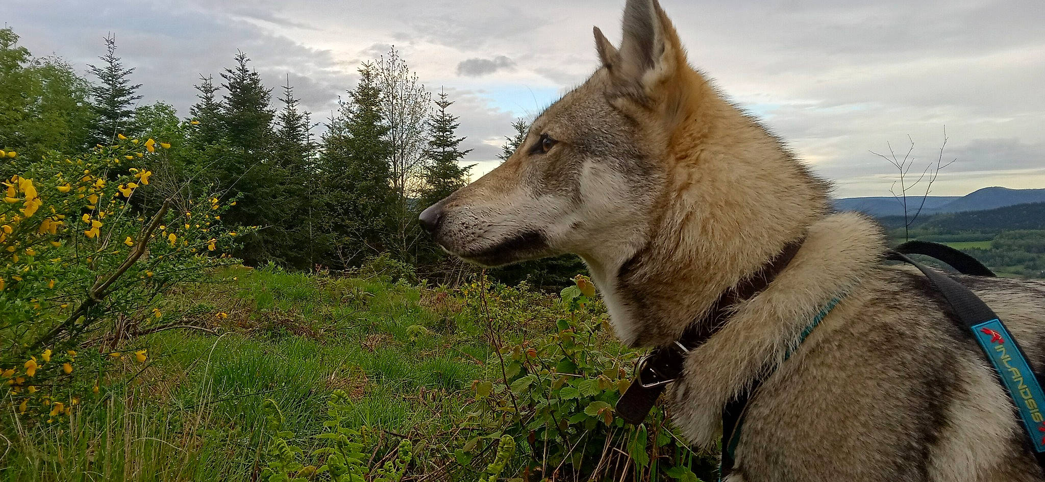 T'Nymeria participe au concours pour gagner de l'argent avec cette photo : canis, carnivore, cloud, dog, dog_breed, fang, fawn, grass, herding_dog, plant, siberian_husky, sky, sled_dog, snout, sporting_group, terrestrial_animal, tree, wolf, working_animal, working_dog