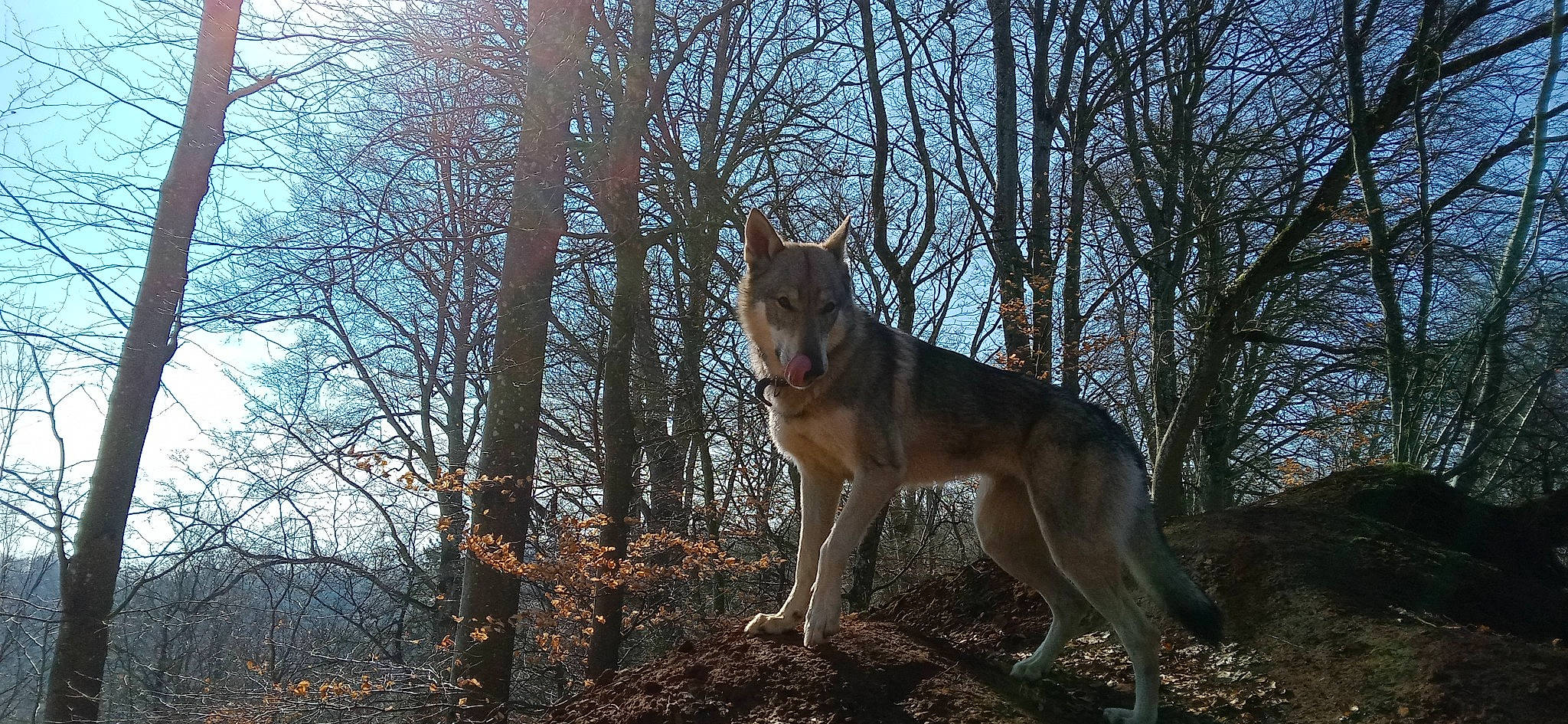 T'Nymeria a rejoint le concours — aidez-le/la à gagner de superbes lots ! canidae, canis, carnivore, cloud, dog, dog_breed, fawn, forest, plant, sky, sporting_group, tail, tree, trunk, twig, wildlife, winter, wolf, wood, woodland