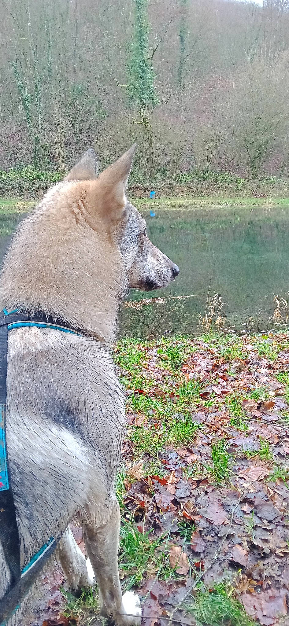 T'Nymeria participe au concours pour gagner de l'argent avec cette photo : bog, canidae, canis, carnivore, collar, dog, dog_breed, fawn, grass, lacustrine_plain, lake, non_sporting_group, pet_supply, plant, reservoir, tail, terrestrial_animal, water, working_animal, working_dog