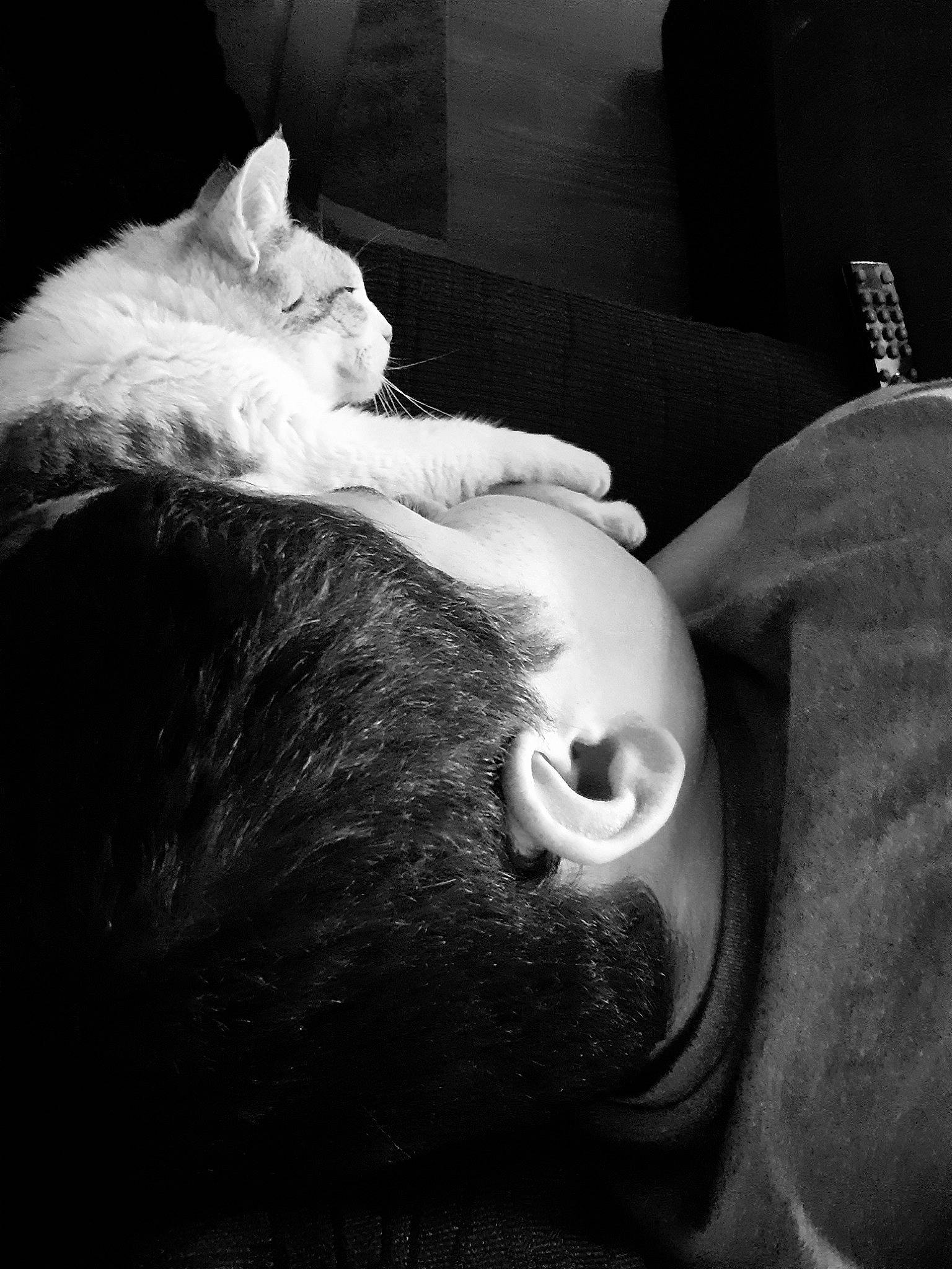 Belle participe au concours pour gagner de l'argent avec cette photo : black, black_and_white, cat, ear, eye, felidae, fur, hand, leg, monochrome, monochrome_photography, neck, photography, sleep, small_to_medium_sized_cats, snout, style, whiskers, white